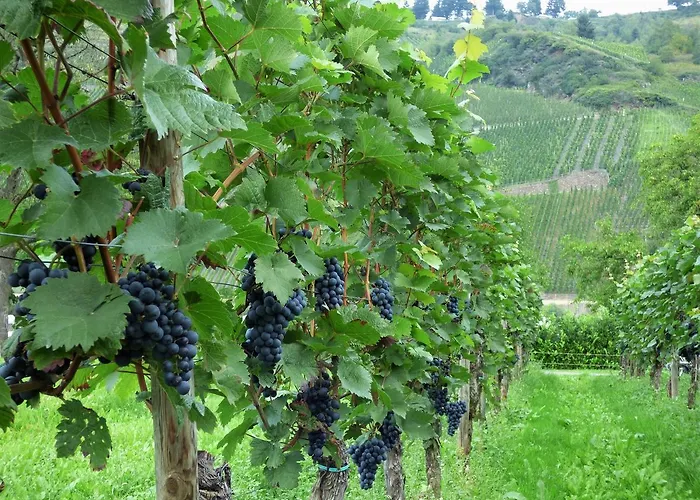 Sonnenhaus Traben-Trarbach